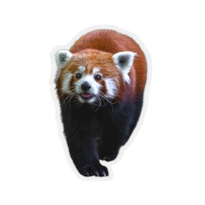 May include: A red panda with a white face and black legs walks towards the camera. The red panda has a fluffy tail and is looking directly at the camera.
