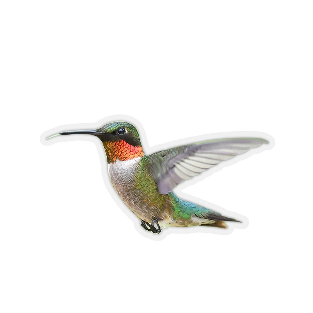 Hummingbird Sticker, Stickers of Birds, Humming Birds, Vinyl Laptop ...