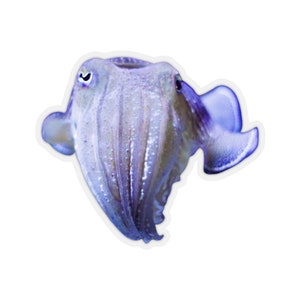 May include: A close-up of a purple and white cuttlefish with its eye visible. The cuttlefish is swimming in a clear blue water tank.