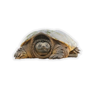 Könnte beinhalten: Nahaufnahme einer Schnappschildkröte mit ausgestrecktem Kopf und Hals, die direkt in die Kamera schaut. Die Schildkröte hat eine braune Schale mit einem grünlichen Schimmer und einen dunkelbraunen Kopf. Die Augen der Schildkröte sind schwarz und ihr Maul ist leicht geöffnet.