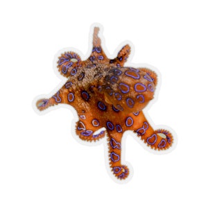 May include: A blue-ringed octopus with a bright orange body and blue rings. The octopus is swimming with its tentacles outstretched.