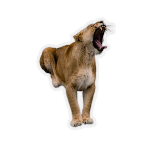 May include: A lioness with its mouth open, roaring, with a white background.