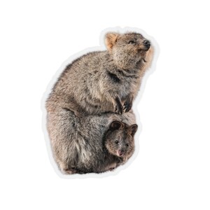May include: Two furry brown and gray Quokkas, one sitting on top of the other. The Quokka on top is looking up with its mouth slightly open.