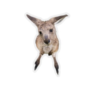 Kangaroo sticker, Animal photo stickers, Australia animals, funny laptop stickers, wild animals, kids stickers