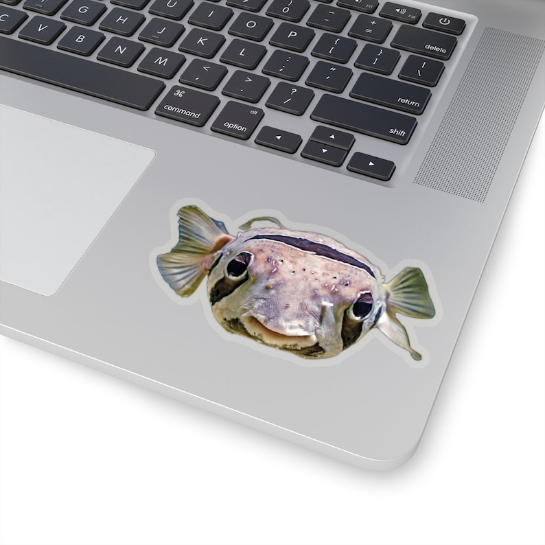 Puffer fish sticker, ocean animals photos, funny stickers, sea creatures decor, vinyl stickers for notebooks image 4