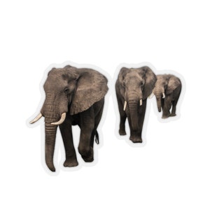 Elephant stickers, stickers of elephants, animal photography stickers, vinyl elephant laptop sticker