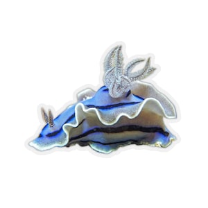 May include: A blue and white sea slug with a white frilly edge and a crown of white feathery appendages.