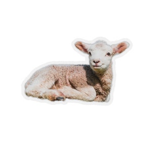 Lamb sticker, animal photograph stickers, baby farm animals, cute adorable stickers