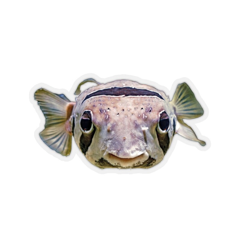 Puffer fish sticker, ocean animals photos, funny stickers, sea creatures decor, vinyl stickers for notebooks image 1