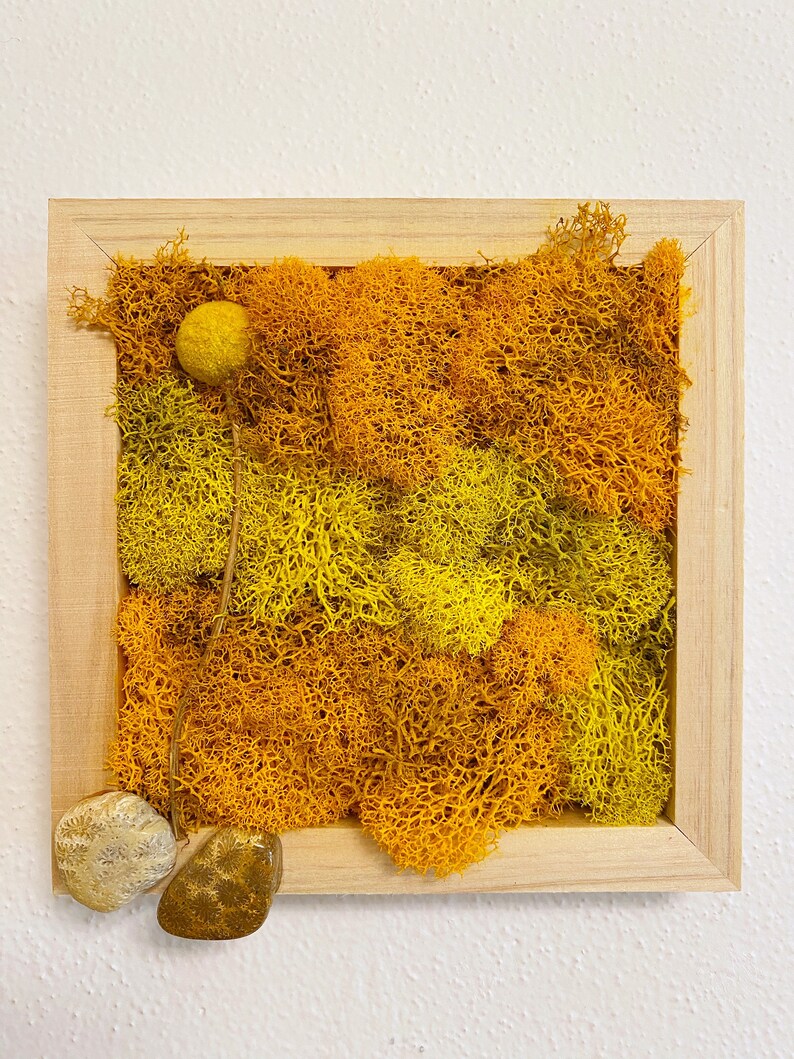 Moss Wall Art Yellow & Orange W/ Dried Flower and Fossil Coral ...