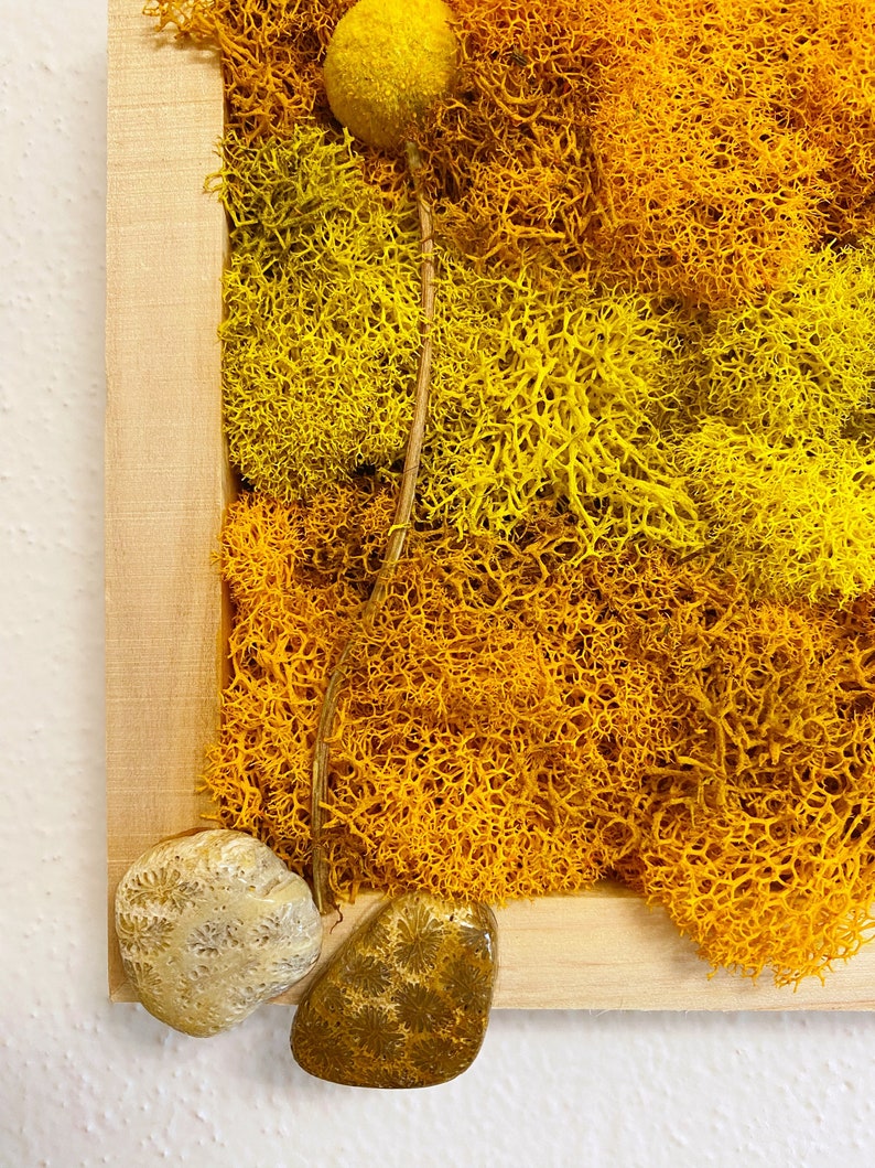 Moss Wall Art Yellow & Orange W/ Dried Flower and Fossil Coral ...