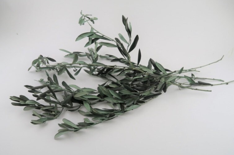 Rameaux d'olivier