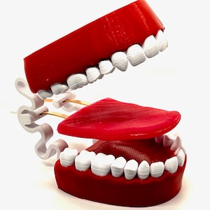 Speech Language Pathology Mouth Model