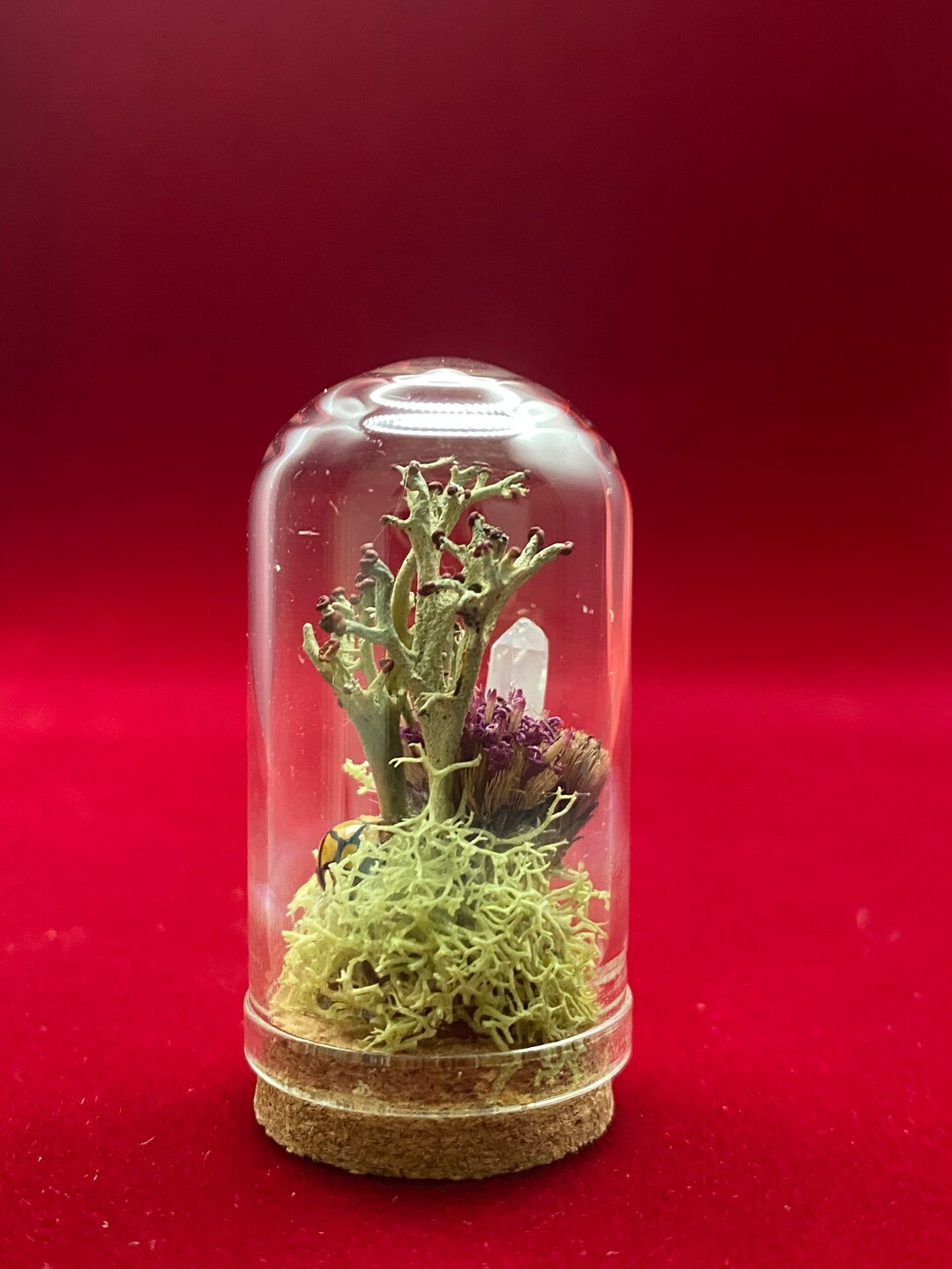 Tiny Glass Dome World Real Ladybug |taxidermy Display | Crystals ...