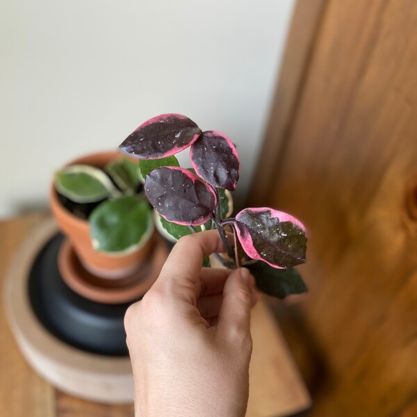 CUTTING - Hoya Carnosa Tricolor - Wax Plant / Porcelain Flower