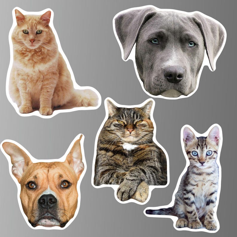 K&ouml;nnte beinhalten: F&uuml;nf Haustierportraits, darunter eine rotbraune Katze, eine getigerte Katze, eine grau-wei&szlig;e Katze, ein grauer Pitbull und ein brauner Pitbull.