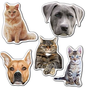 K&ouml;nnte beinhalten: Eine Sammlung von vier Haustierportraits mit einer braun-wei&szlig;en Tabby-Katze, einer grau-wei&szlig;en Tabby-Katze, einer orangefarbenen Katze und einem grau-wei&szlig;en Hund.