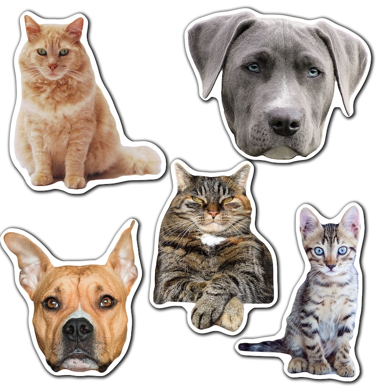 K&ouml;nnte beinhalten: Eine Sammlung von vier Haustierportraits mit einer braun-wei&szlig;en Tabby-Katze, einer grau-wei&szlig;en Tabby-Katze, einer orangefarbenen Katze und einem grau-wei&szlig;en Hund.