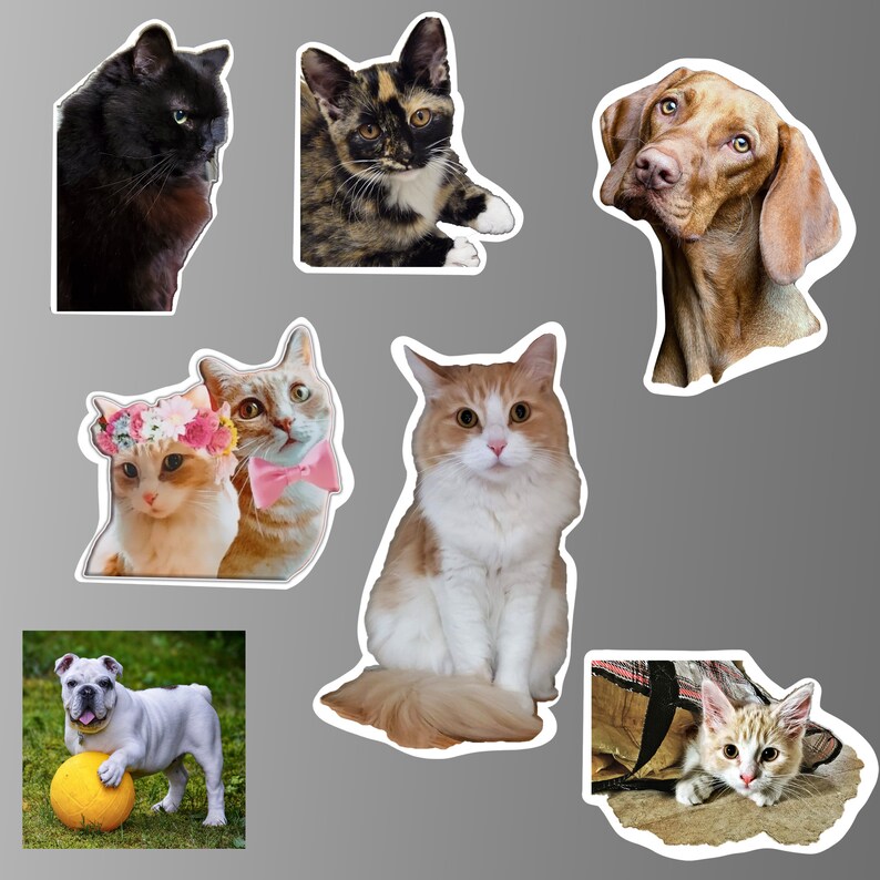 K&ouml;nnte beinhalten: Eine Sammlung von Magneten mit verschiedenen Tieren, darunter eine schwarze Katze, eine braun-wei&szlig;e Katze, eine wei&szlig;-orange Katze, ein brauner Hund und ein braun-wei&szlig;es K&auml;tzchen. Die Magnete befinden sich alle auf einem grauen Hintergrund.
