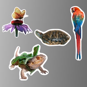 K&ouml;nnte beinhalten: Eine Collage aus vier Bildern mit einem rot-blauen Ara, einer gr&uuml;nen Schildkr&ouml;te, einer lila Blume mit einem Schmetterling und einem gr&uuml;n-braunen Eidechsen, der ein gr&uuml;nes Blatt-Kost&uuml;m tr&auml;gt.