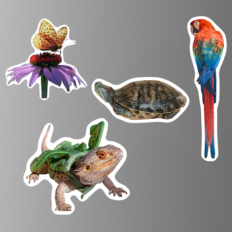 K&ouml;nnte beinhalten: Eine Collage aus vier Bildern mit einem rot-blauen Ara, einer gr&uuml;nen Schildkr&ouml;te, einer lila Blume mit einem Schmetterling und einem gr&uuml;n-braunen Eidechsen, der ein gr&uuml;nes Blatt-Kost&uuml;m tr&auml;gt.