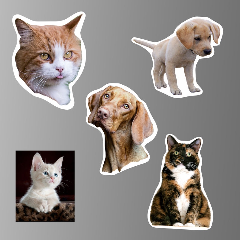 K&ouml;nnte beinhalten: Eine Collage aus f&uuml;nf Bildern mit verschiedenen Katzen- und Hunderassen. Die Bilder sind vor einem grauen Hintergrund angeordnet. Das Bild oben links zeigt eine rotbraune Katze mit wei&szlig;en Abzeichen. Das Bild oben rechts zeigt einen hellbraunen Welpen. Das Bild unten links zeigt ein wei&szlig;es K&auml;tzchen. Das Bild unten rechts zeigt eine dreifarbige Katze. Das Bild in der Mitte zeigt einen braunen und wei&szlig;en Hund.