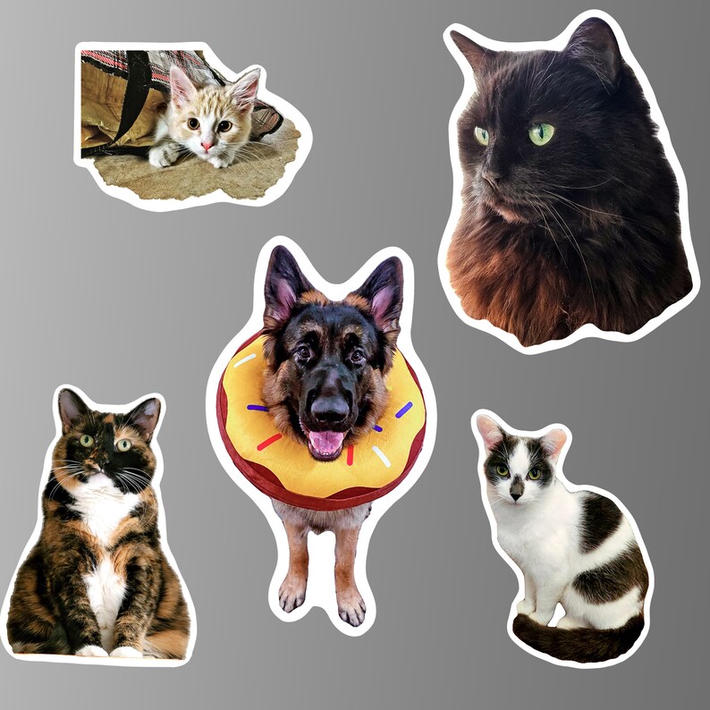K&ouml;nnte beinhalten: F&uuml;nf Haustierportraits, darunter eine schwarze Katze, eine braun-wei&szlig;e Katze, eine dreifarbige Katze, ein Deutscher Sch&auml;ferhund mit einem Donut-f&ouml;rmigen Halsband und eine getigerte Katze. Die Portraits sind auf wei&szlig;em Papier gedruckt und haben einen wei&szlig;en Rand.