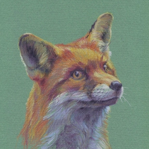 A4 Giclee print 'Klaus the Fox Cub' a high quality print of my original coloured pencil drawing on archival cotton paper image 1