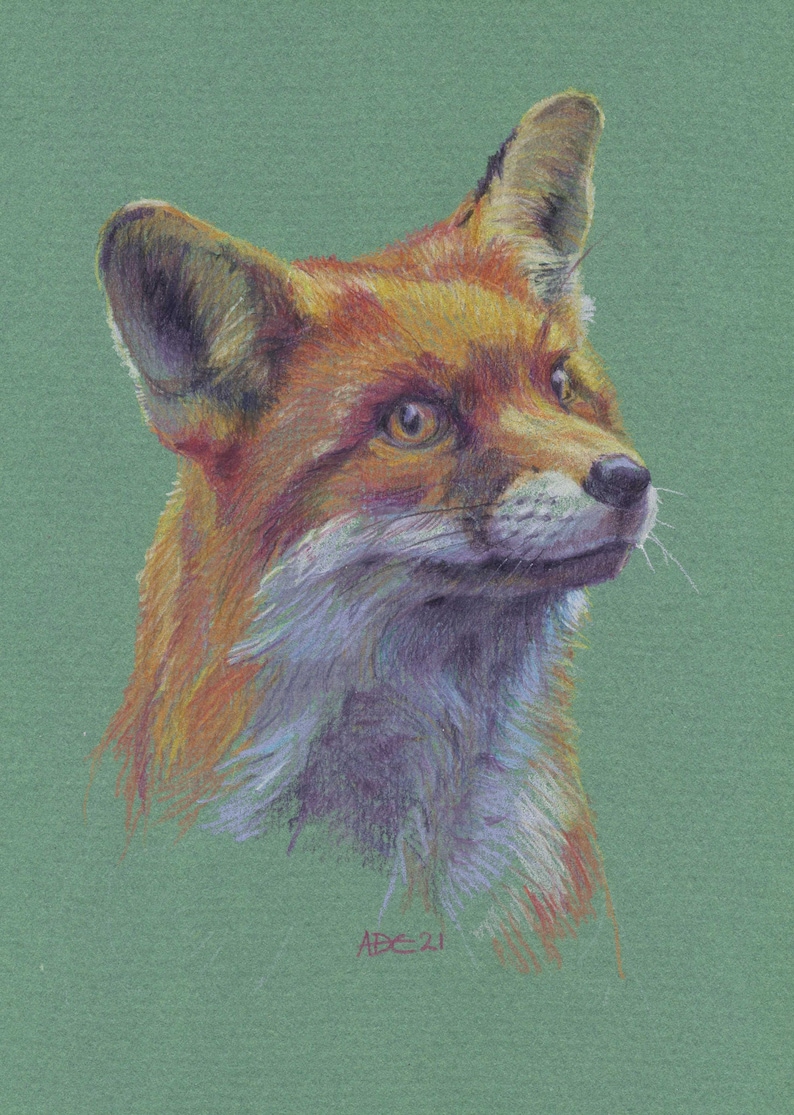 A4 Giclee print 'Klaus the Fox Cub' a high quality print of my original coloured pencil drawing on archival cotton paper image 1