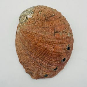 May include: An oval-shaped abalone shell with a textured, reddish-brown exterior surface. The shell features a series of four small, circular holes aligned along one side, with a patch of iridescent, pearlescent material visible at the top.