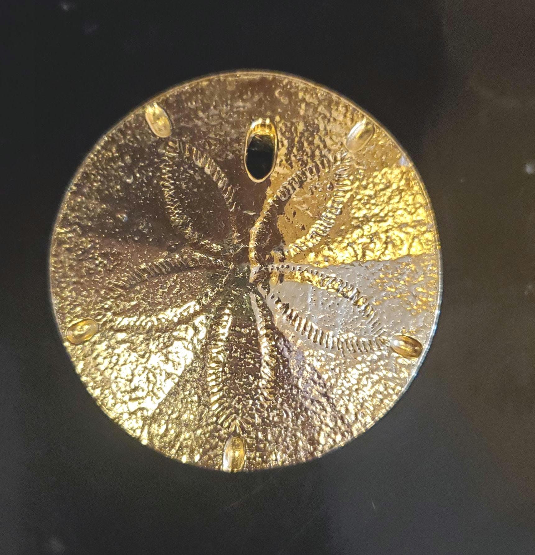 Mimi Di Sand Dollar - Etsy display picture 1