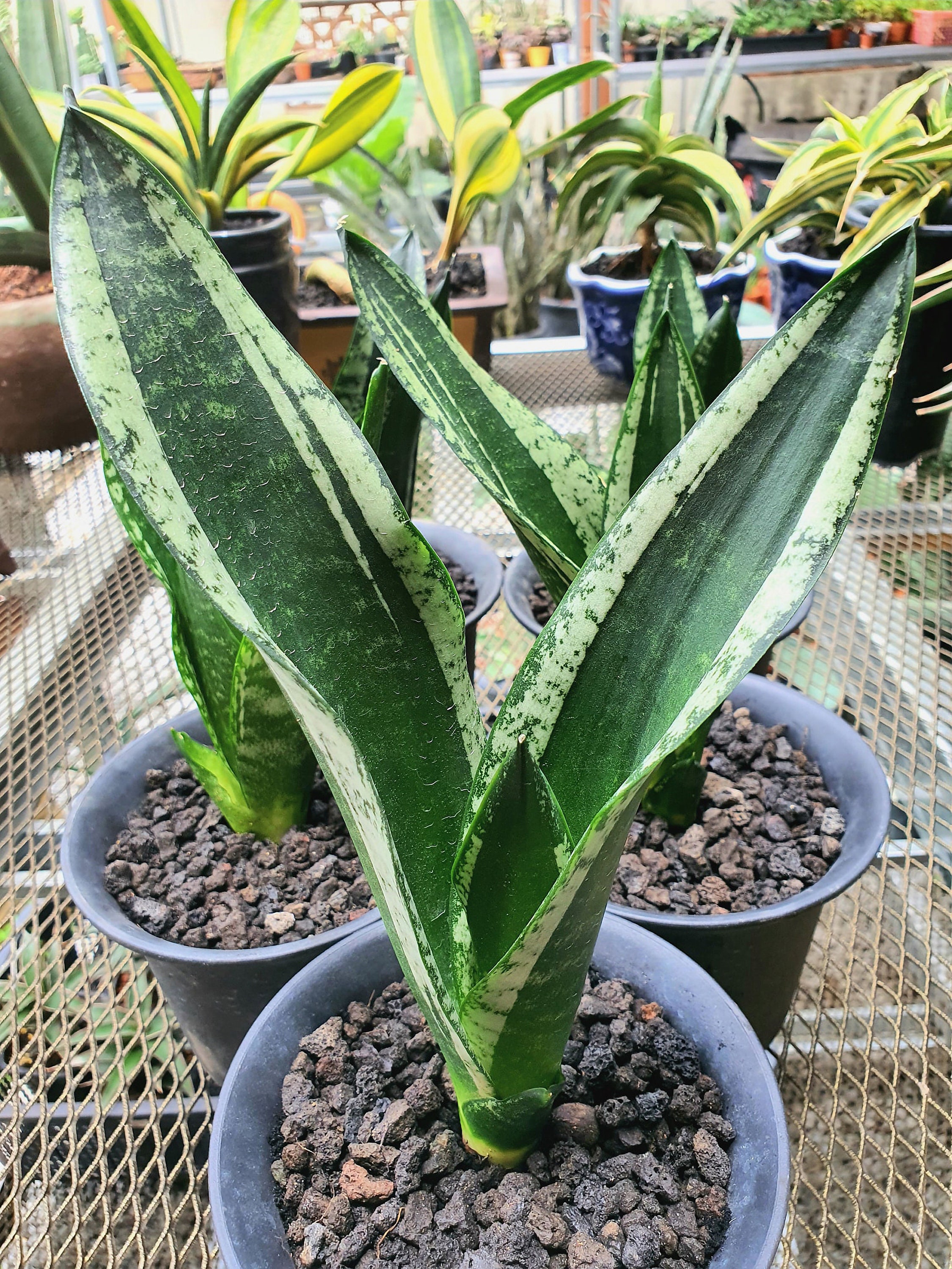 Sansevieria Whitney Sansevieria Silver Flame In 6 Etsy Singapore