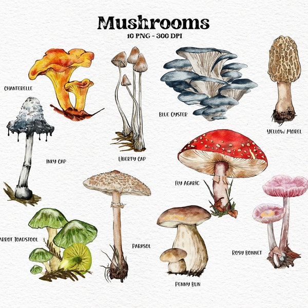 Watercolor Mushrooms Clipart Forest Mushrooms Autumn Clipart Fall Forest Fungus Botanical Mushroom Spring Plant Woodland Clip Art File PNG