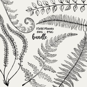 Fougère SVG, Bundle botanique, feuilles PNG, Clipart plante sauvage, dessinés à la main, plantes des champs, verdure de vigne, fichiers Svg pour Cricut et Silhouette