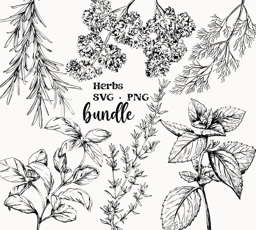 Herb SVG, Culinary Herbs Vector, Herb Clipart, Hand Drawn, Food Clipart