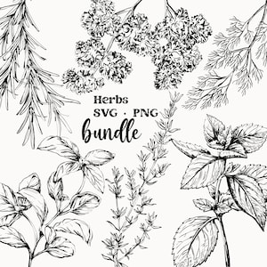 Herb SVG, Culinary Herbs Vector, Herb Clipart, Hand Drawn, Food Clipart, Herbs PNG, Rosemary, Thyme, Plants, Herb Svg Bundle, Herbal Garden