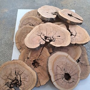 Raw Olive Wood Slice: Live Edge Lumber, DIY Woodworking (16-19 inch)