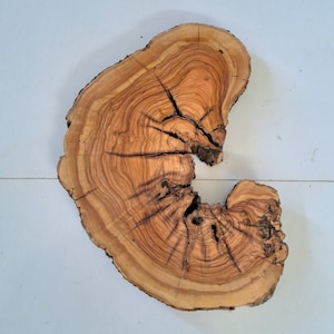 20&quot; Olive live edge wood slab live edge Olive burl Hole wood slice huge Wood Cookie Round Raw Live Edge Log Wood Sanded Varnished Dia 20Inch