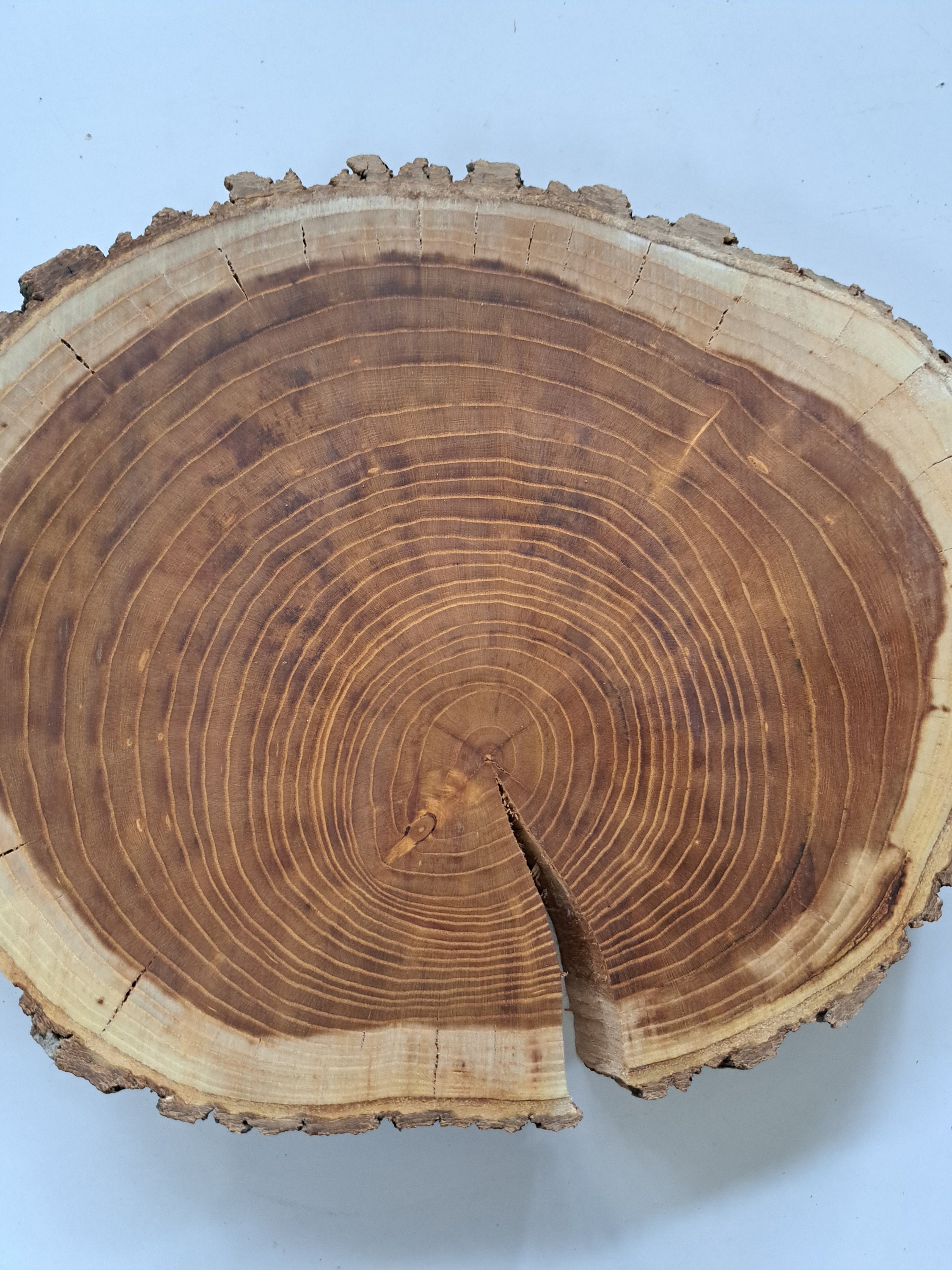 Mulberry Tree Wood