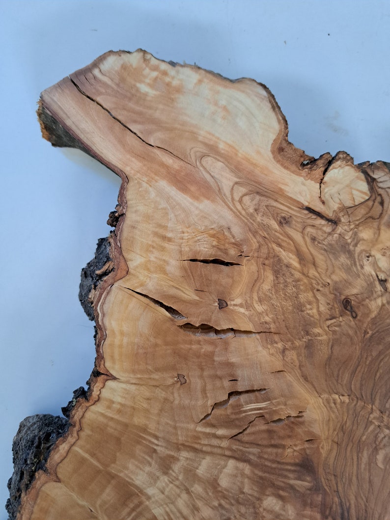26 Olive Live Edge Wood Slab Live Edge Olive Burl Hole Wood Slice Huge