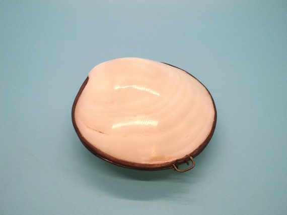 Trinket Box, Shell, Sea Shell, Real Clam Shell, P… - image 2