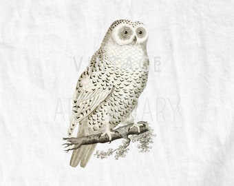 Download Snowy Owl Svg Etsy