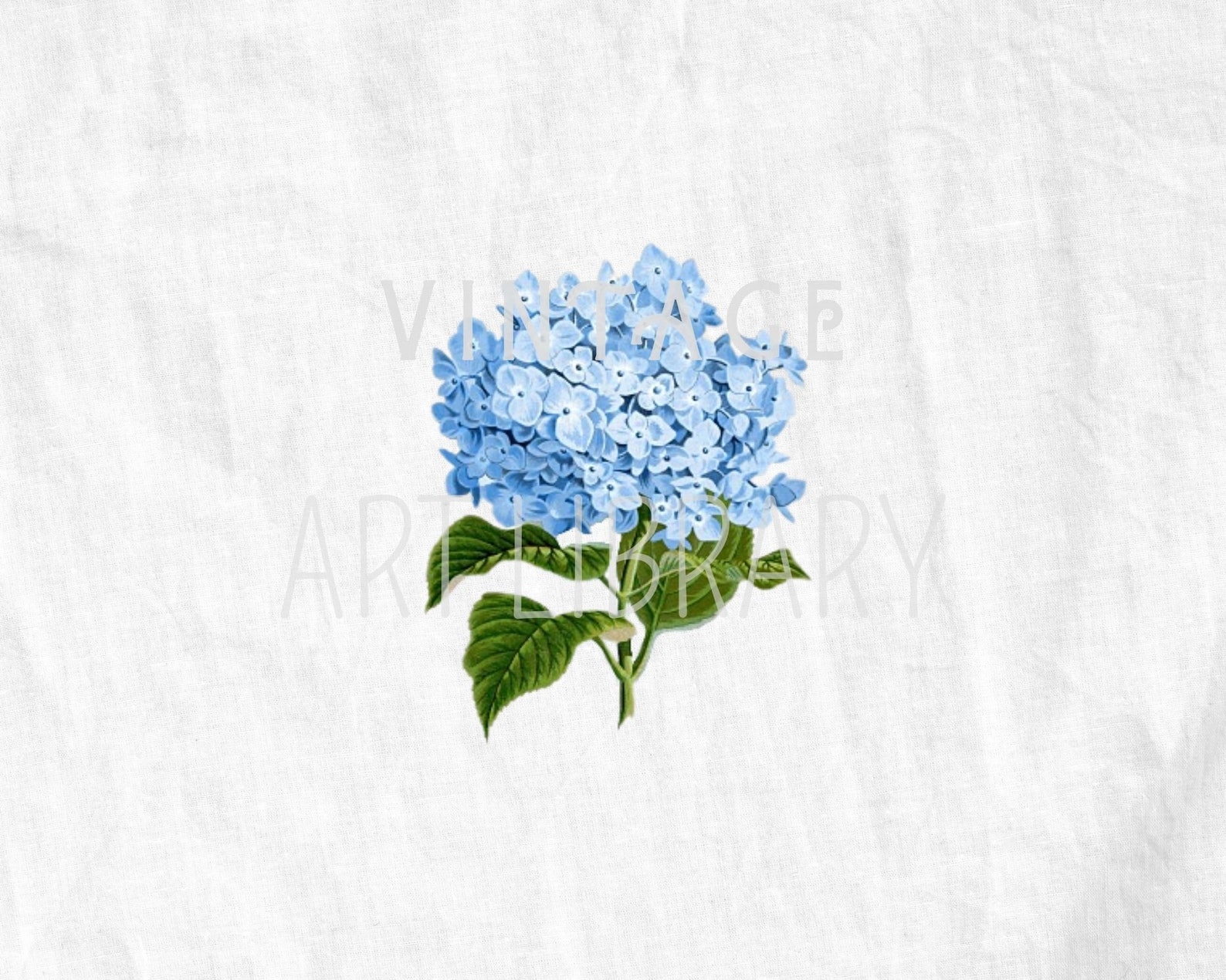 Blue Clip Art Vintage 'Hydrangea' 01 Old Botanical | Etsy
