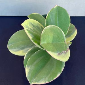 Hoya Pachyclada Albomarginata in 4.5”pot - rare hoya - wax plant - attractive foliage - - houseplants - flashy leaves