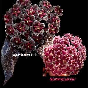 Combo: Hoya Pubicalyx Royal Hawaiian purple and Pubicalyx pink silver in 4.5”pots-rare hoya-wax plant-beautiful scented flowers-houseplants