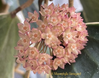 Hoya Macrophylla Var. in 3”&4.25”pots - rare hoya-wax plant-veined attractive foliage-beautiful scented flowers-houseplants-flashy leaves