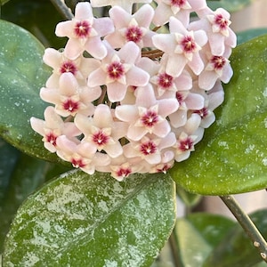 Hoya Millie sms 019 in 4.5”pots - rare hoya - wax plant - attractive foliage - beautiful scented flowers - houseplants - flashy leaves