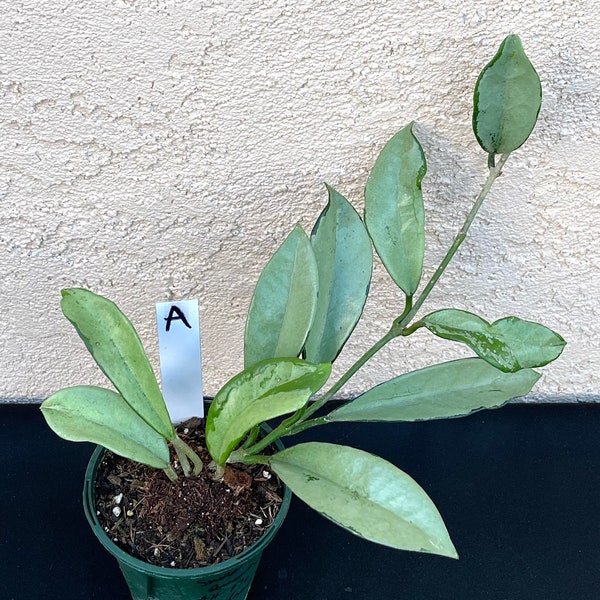 Hoya AH 074 super Silver in 4.25”pots - rare hoya - wax plant - attractive foliage - beautiful scented flowers - houseplants - flashy leaves