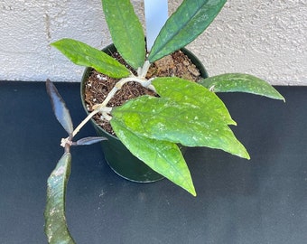 Hoya Finlaysonii long leaf in 4.25”pots - rare hoya - wax plant - veined attractive foliage - houseplants - flashy leaves