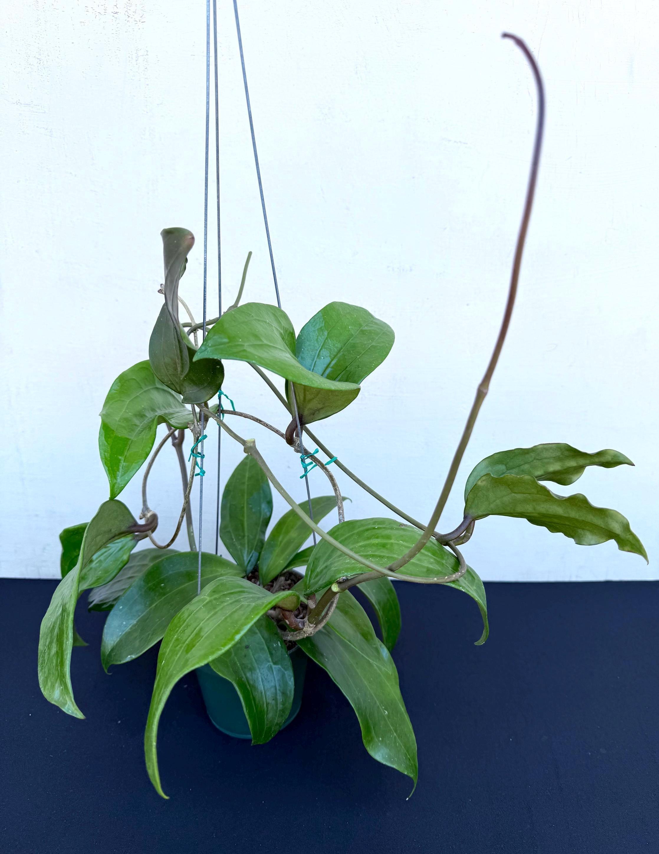 Hoya Rigida Big Leaves in 4.5”pot - rare hoya - wax plant - exact plant - beautiful scented flowers - houseplants - flashy leaves